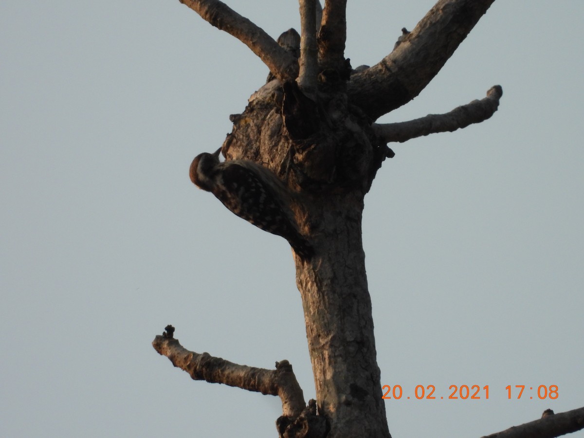 Brown-capped Pygmy Woodpecker - ML312331501