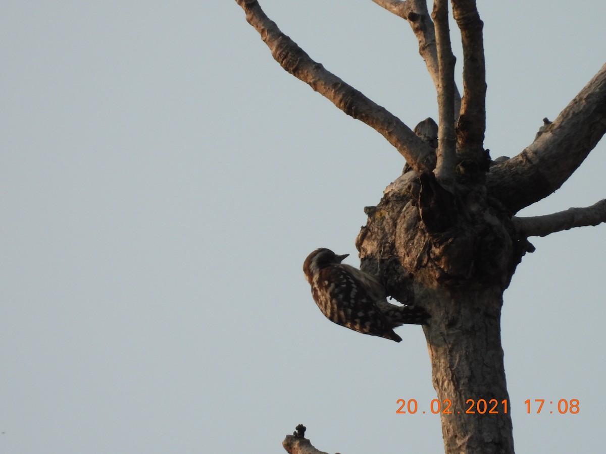 Brown-capped Pygmy Woodpecker - ML312331531