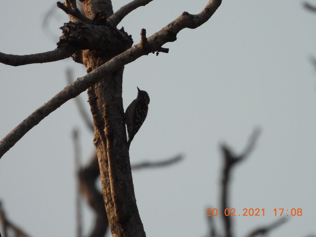 Brown-capped Pygmy Woodpecker - ML312331561