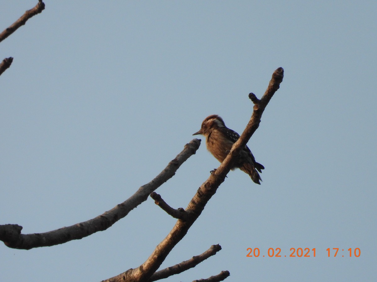 Brown-capped Pygmy Woodpecker - ML312331591