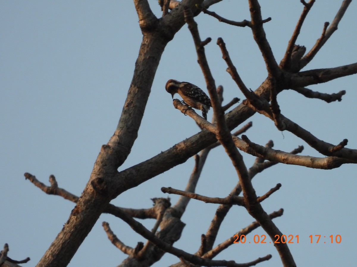 Brown-capped Pygmy Woodpecker - ML312331621