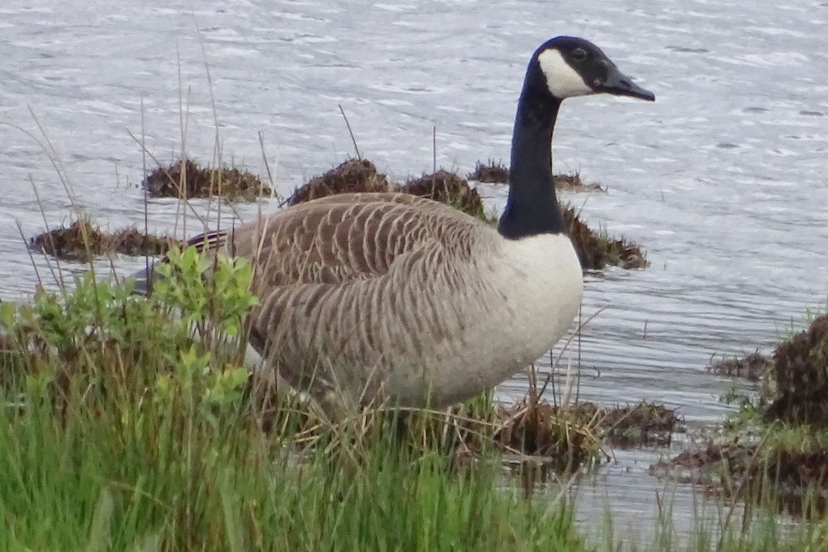 Canada Goose - Alfonso Luengo