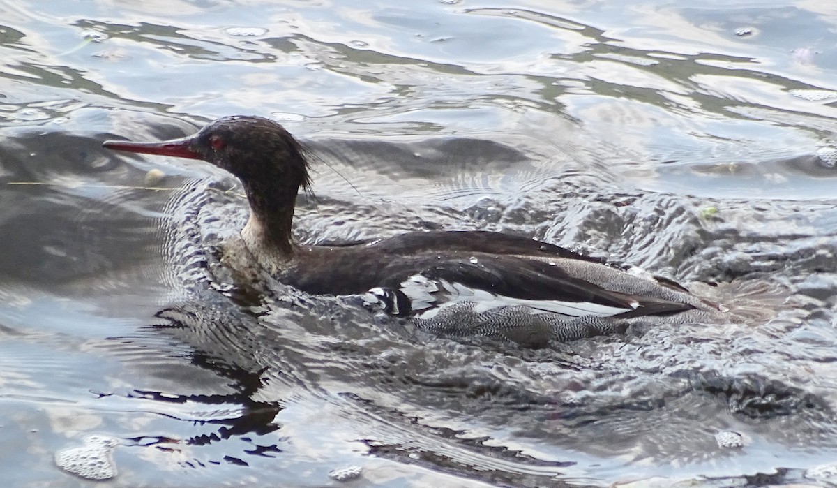 Red-breasted Merganser - Alfonso Luengo