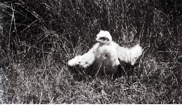 Swamp Harrier - ML31233311