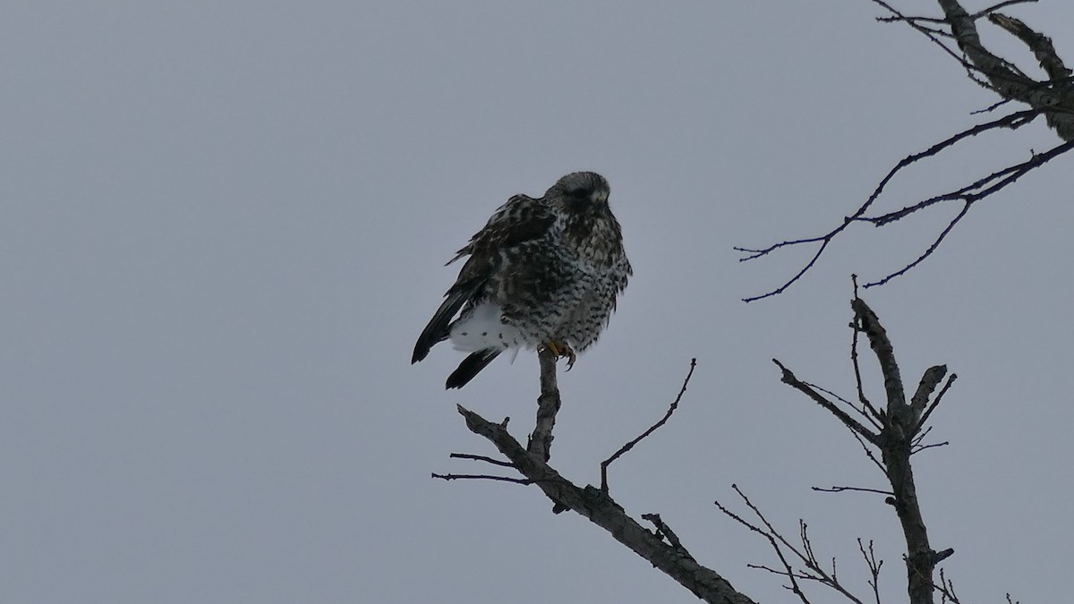 Rough-legged Hawk - ML312333781