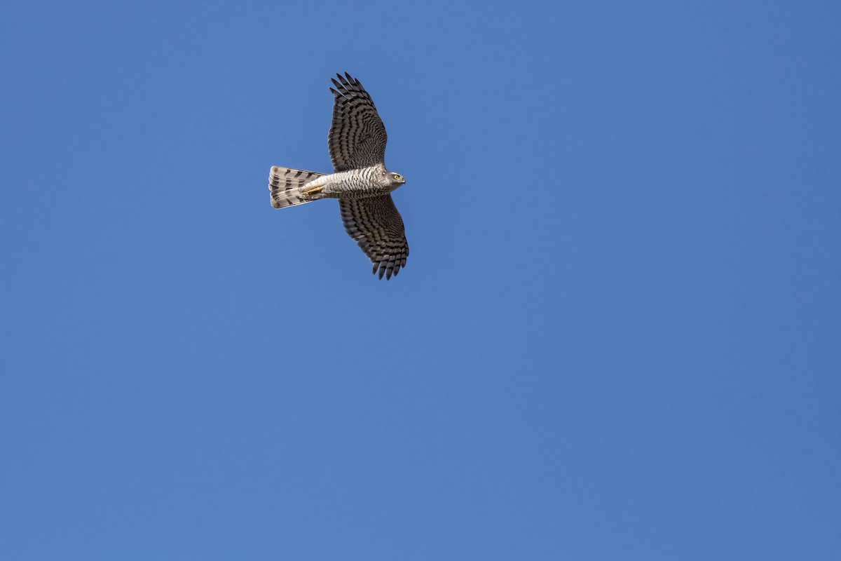 Eurasian Sparrowhawk - ML312334011