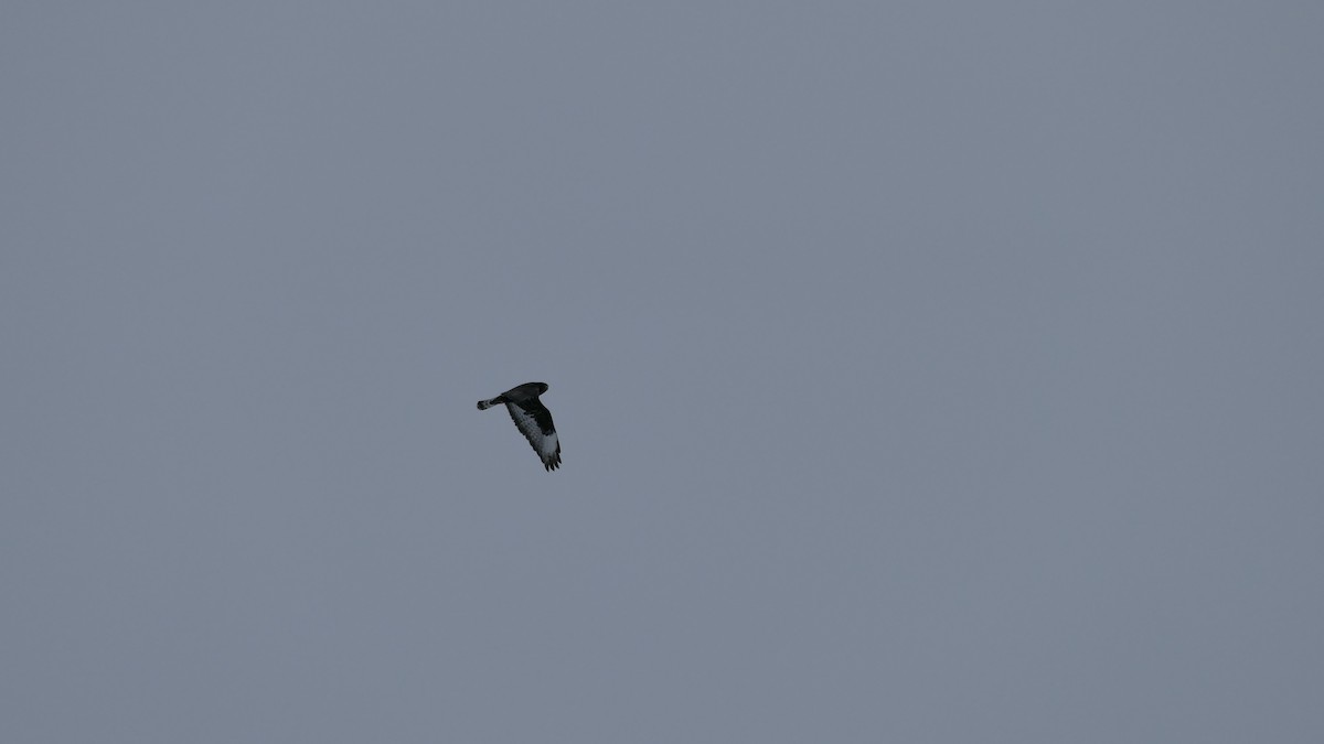 Rough-legged Hawk - ML312334281