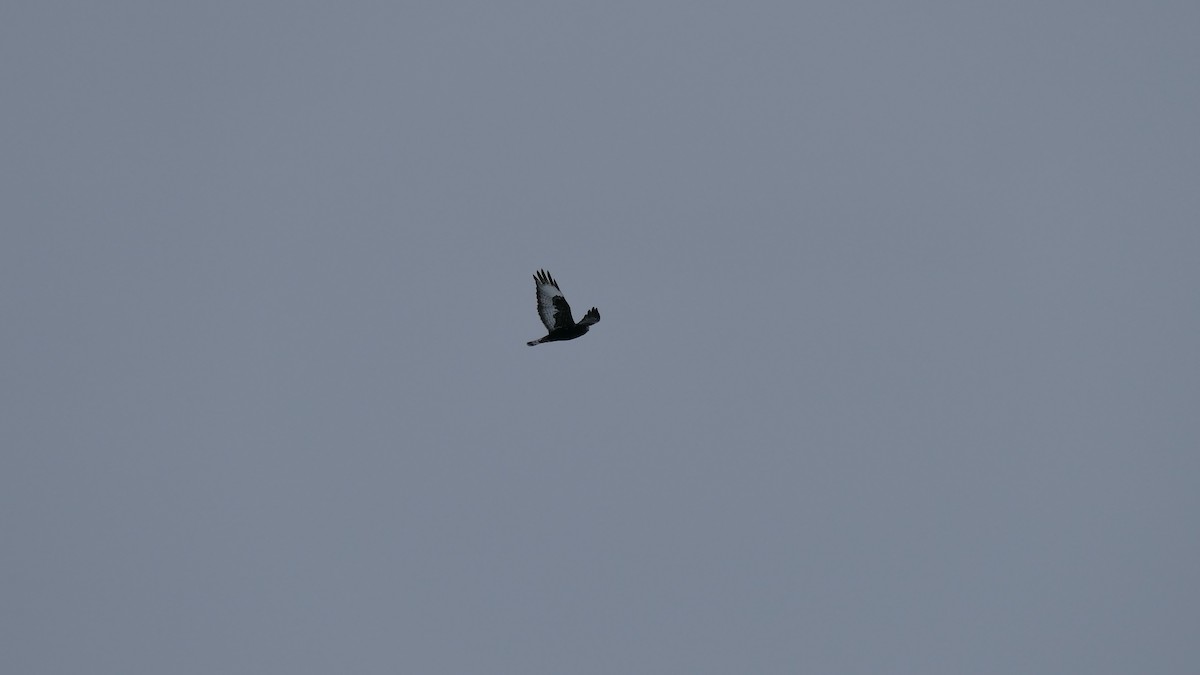 Rough-legged Hawk - ML312334311