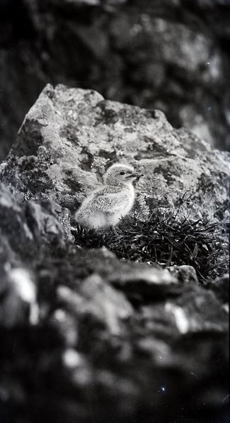 White-fronted Tern - ML31233461