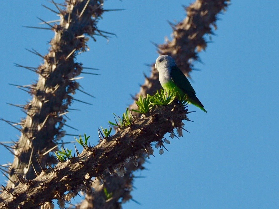 Gray-headed Lovebird - ML312334631