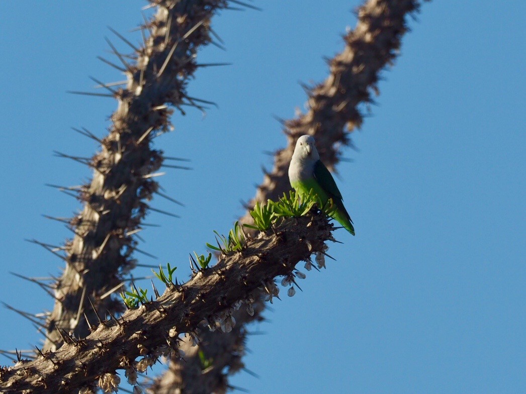 Gray-headed Lovebird - ML312334661