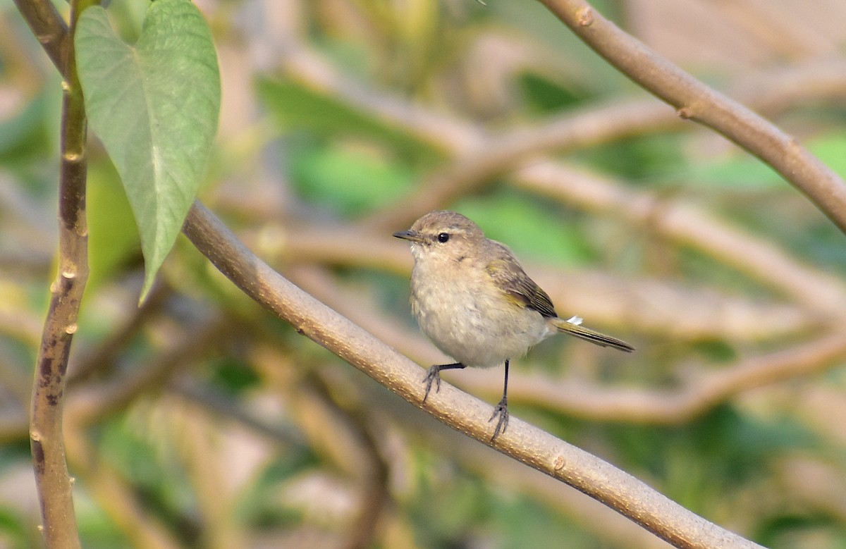 Common Chiffchaff - ML312337121