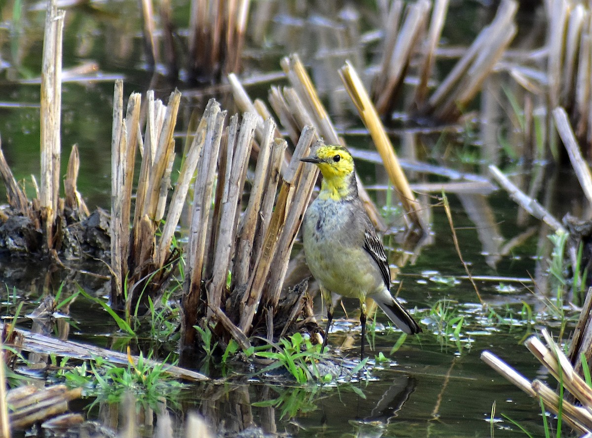 Citrine Wagtail - ML312337721