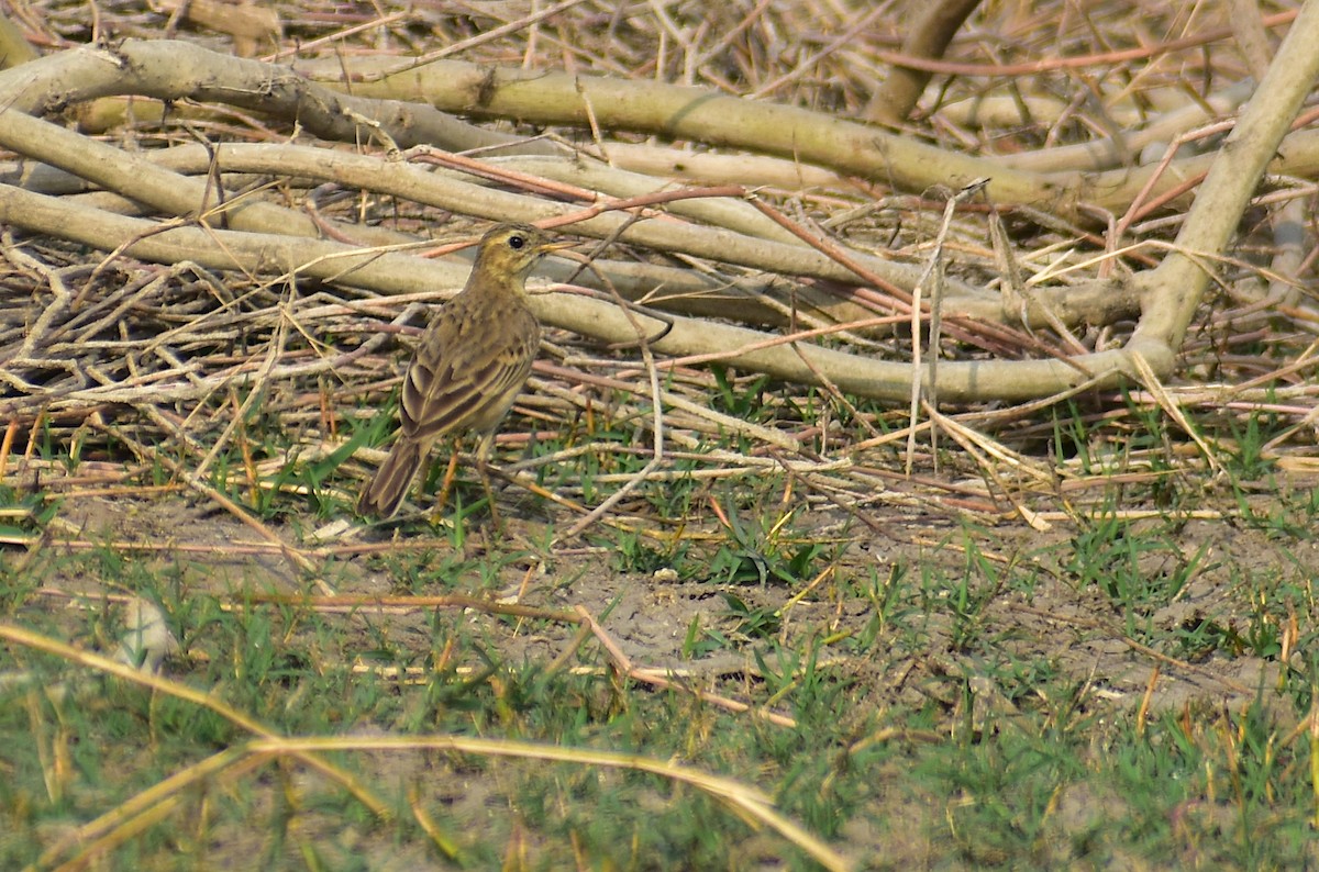 Richard's/Blyth's Pipit - ML312339061