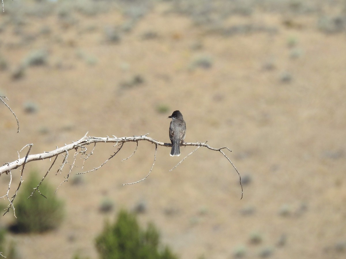 Eastern Kingbird - Andrew Hood