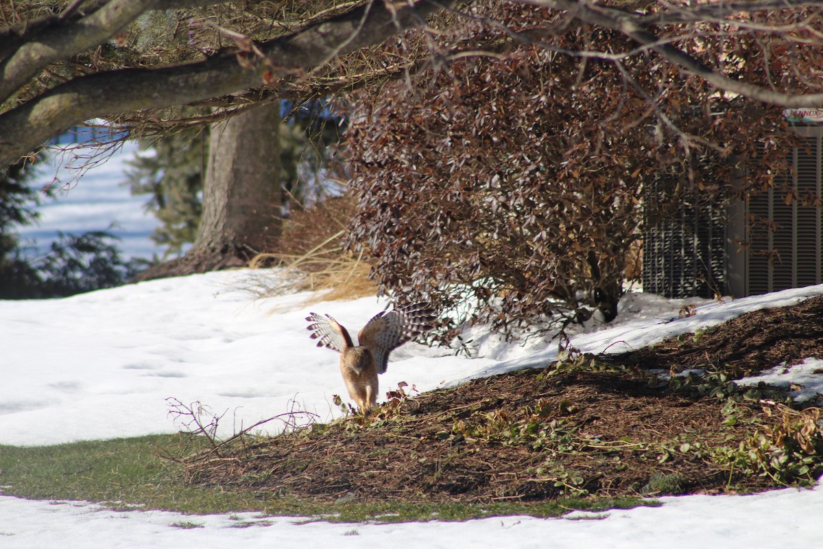 Red-shouldered Hawk - Karen Kackley-Dutt