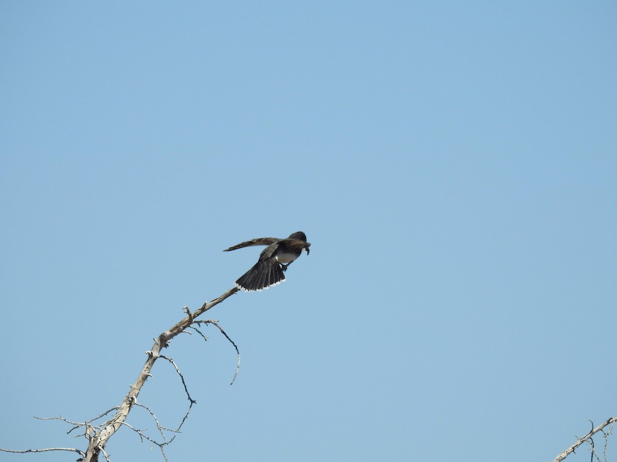 Eastern Kingbird - ML31234021