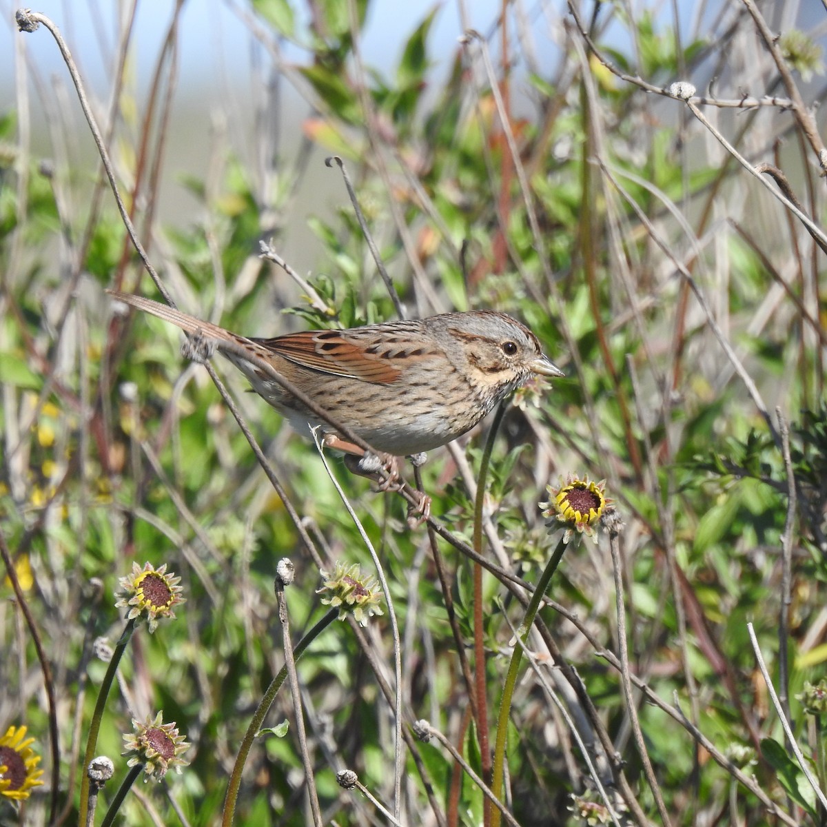 Lincoln's Sparrow - Michelle Haglund