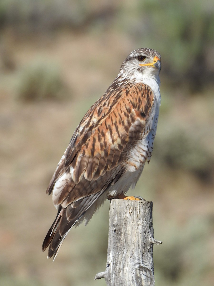 Ferruginous Hawk - ML31234191