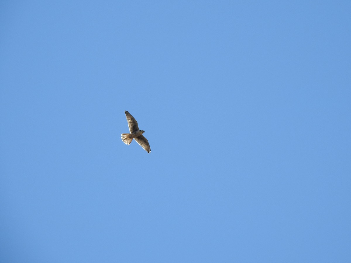 Prairie Falcon - ML31234261