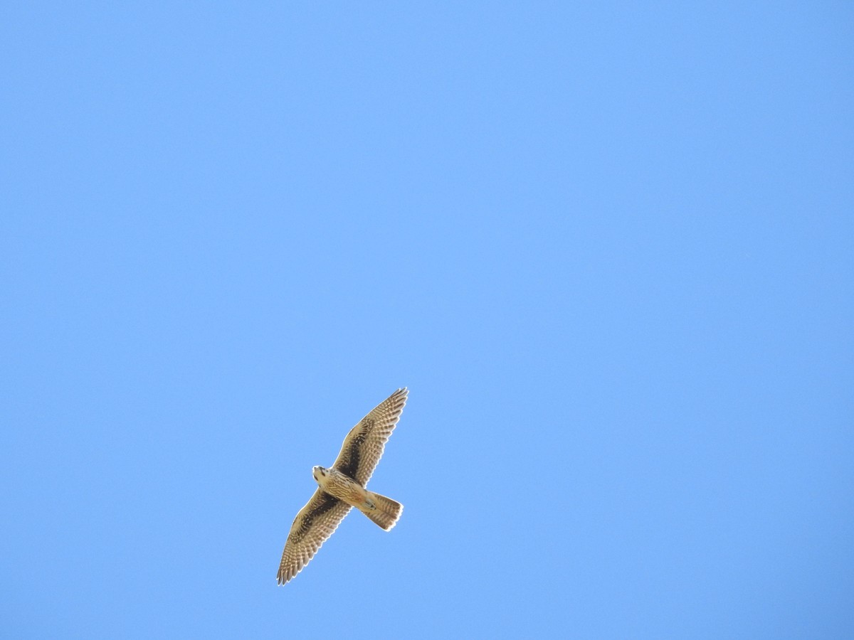 Prairie Falcon - Andrew Hood