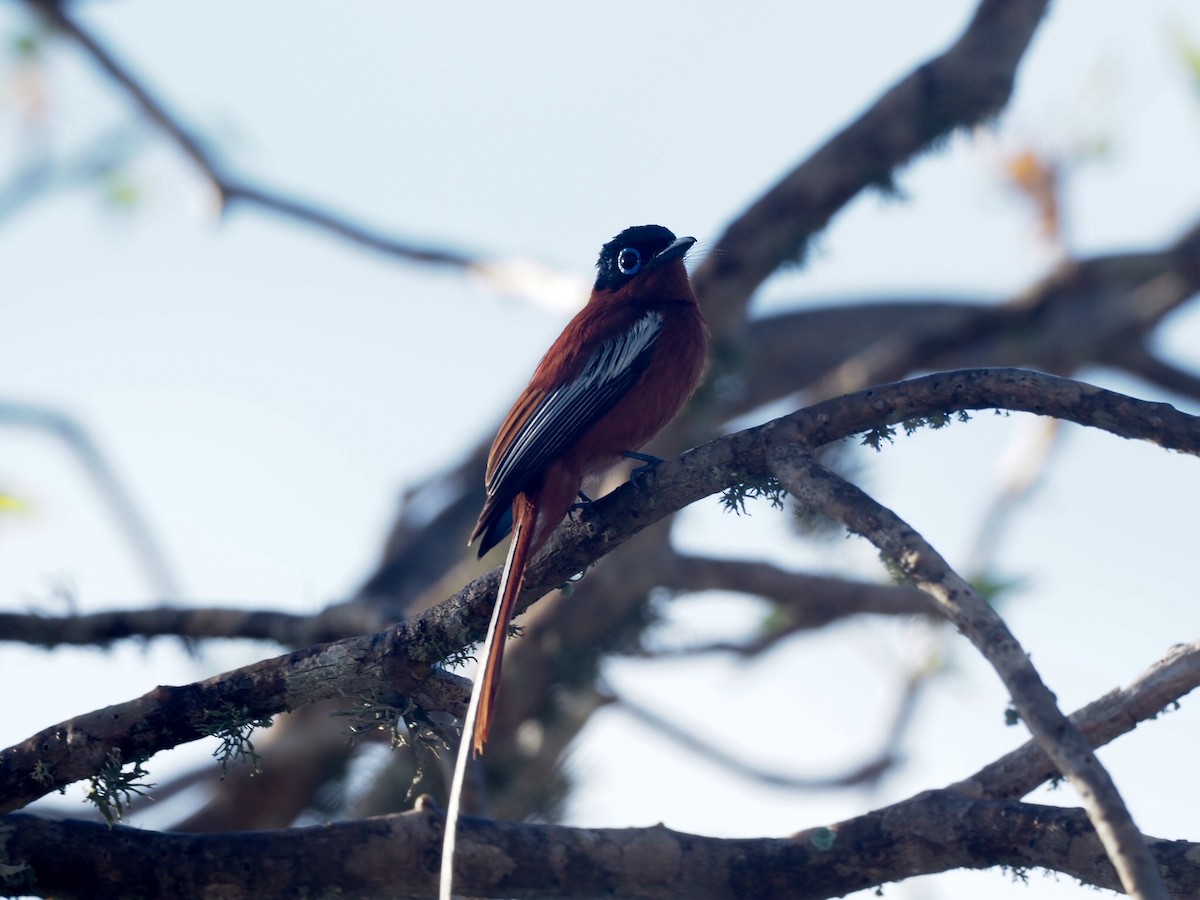 Malagasy Paradise-Flycatcher (Malagasy) - ML312344091