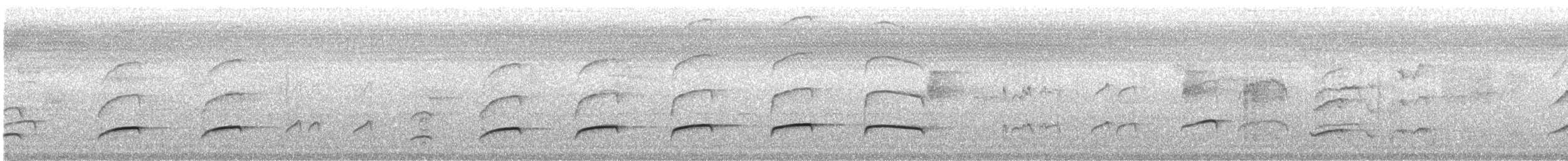 Streifenkehl-Attilatyrann - ML312346761