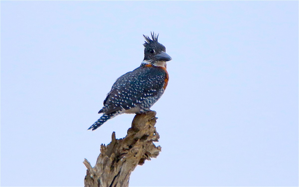 Giant Kingfisher - ML312348231