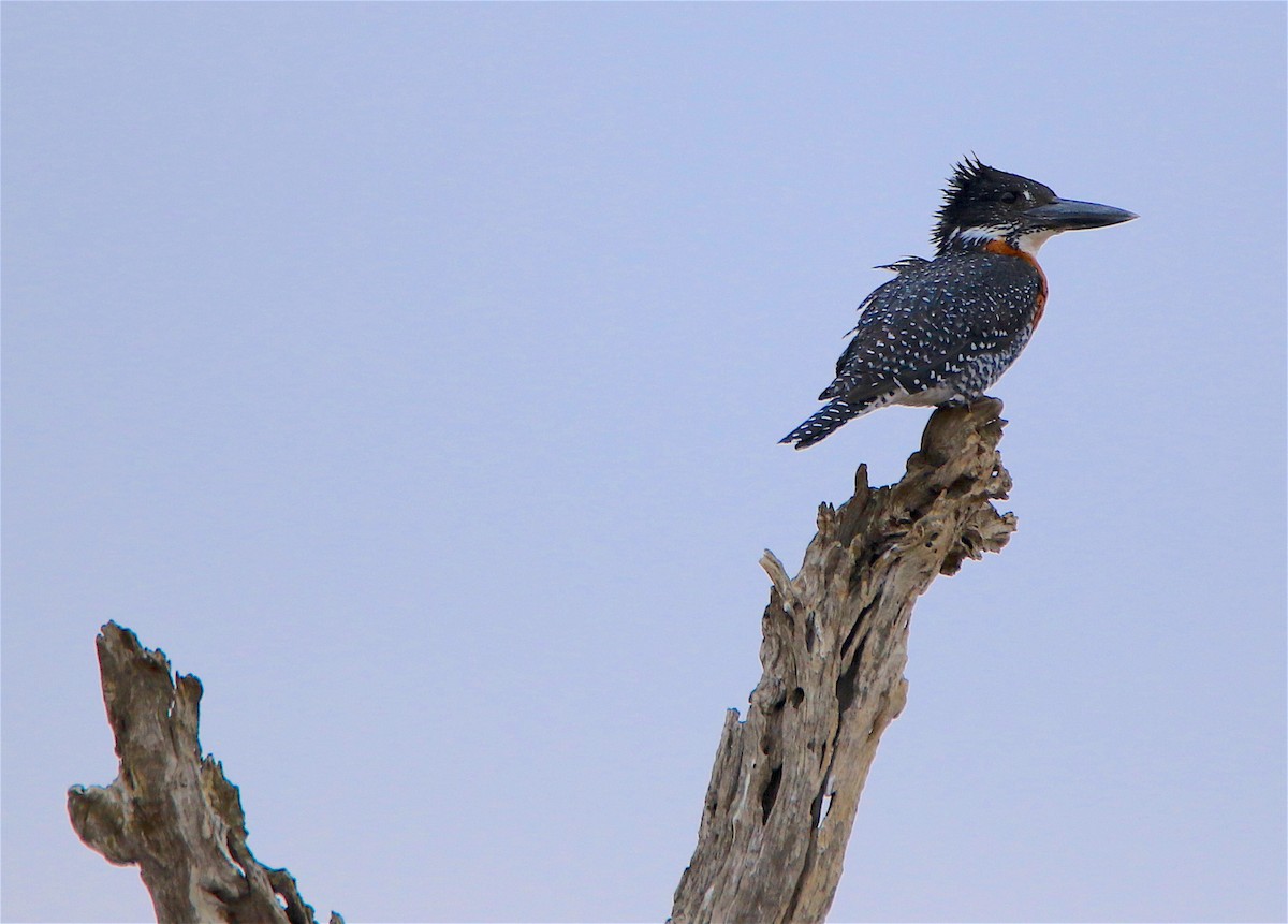 Giant Kingfisher - ML312348281