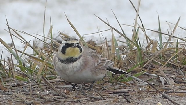 Horned Lark - ML312348831