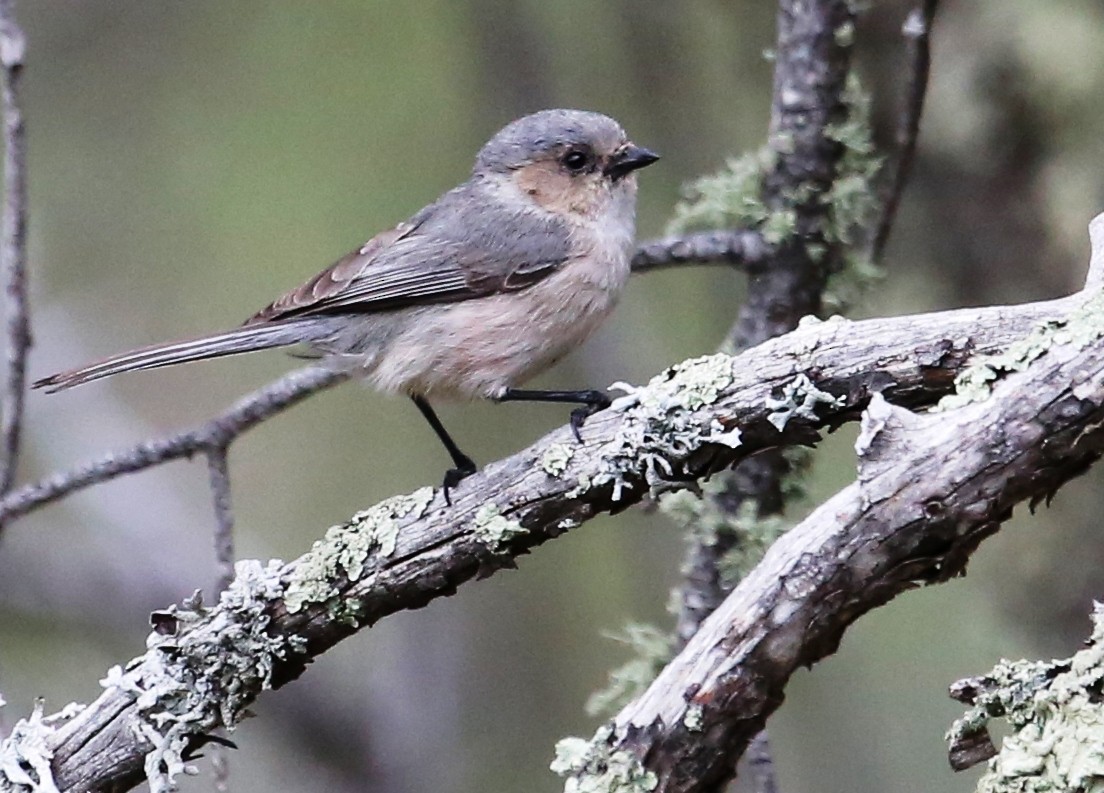 Bushtit - ML31234931