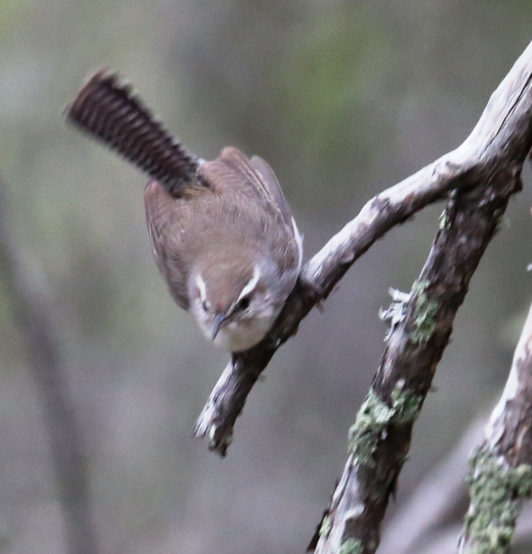 Bewick's Wren - ML31234981