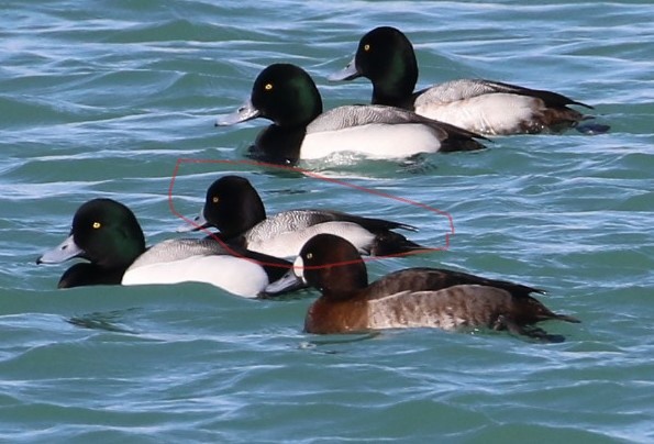 Lesser Scaup - ML312350281