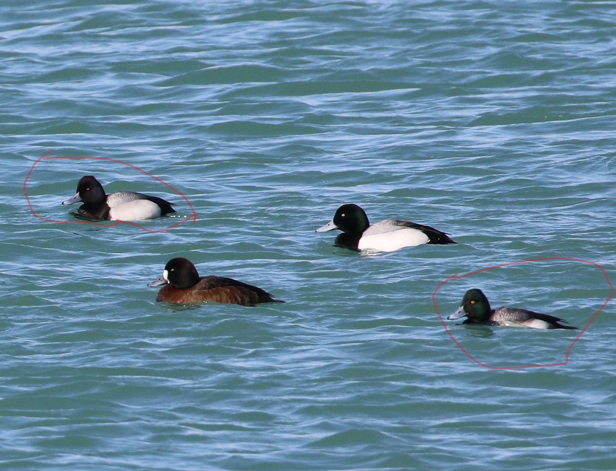 Lesser Scaup - ML312350301