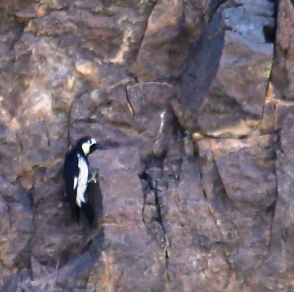 Acorn Woodpecker - ML31235071