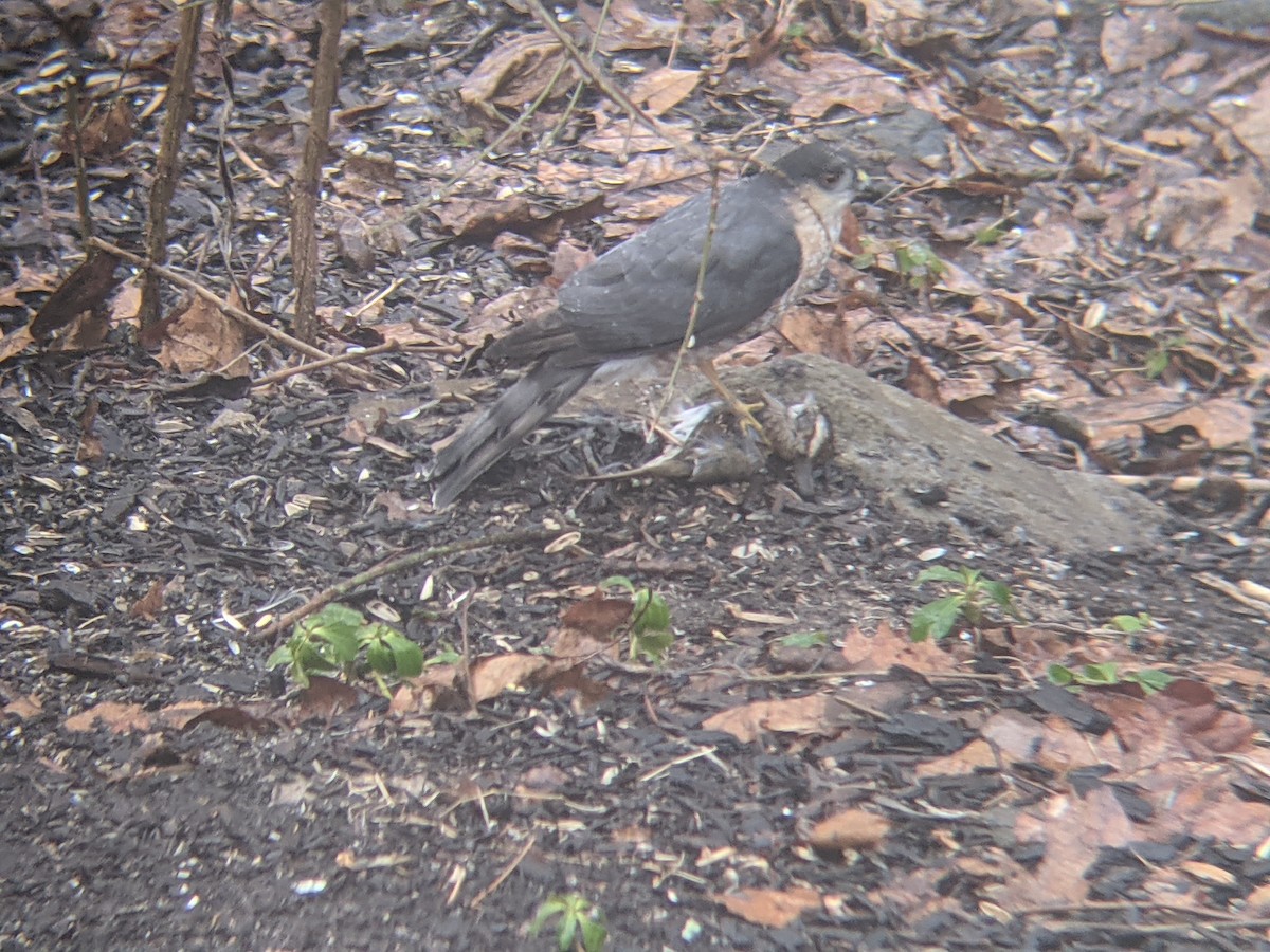 Sharp-shinned Hawk - ML312350921