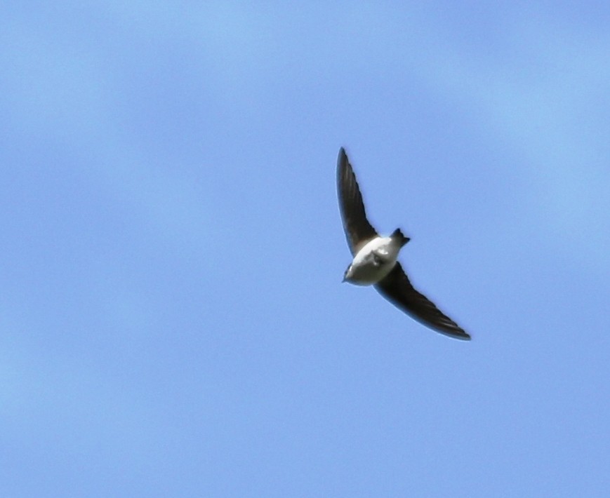 Violet-green Swallow - ML31235251