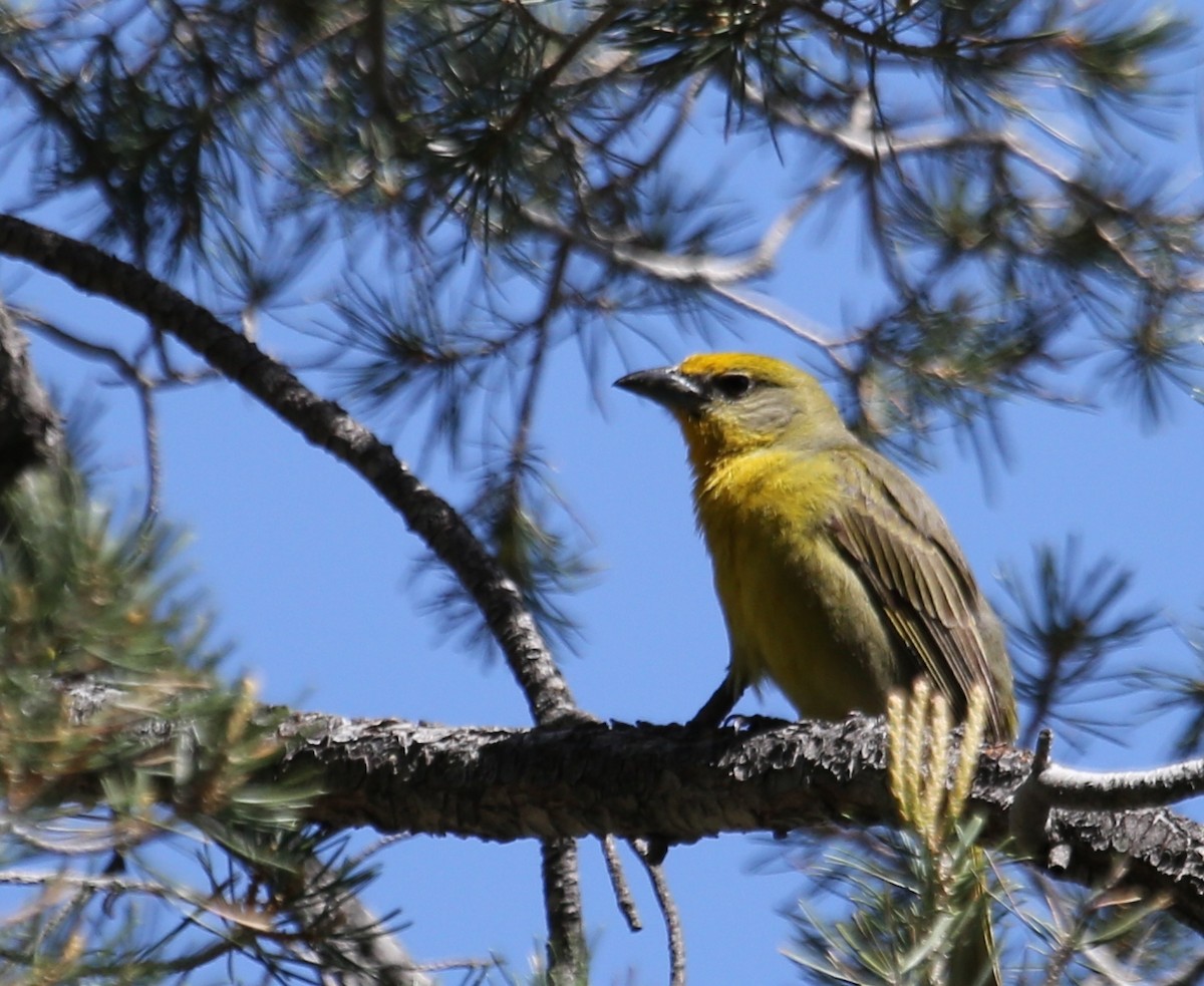 Hepatic Tanager - ML31235301