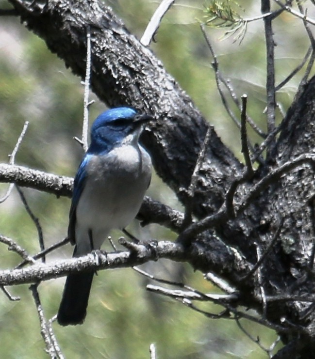 Mexican Jay - ML31235361