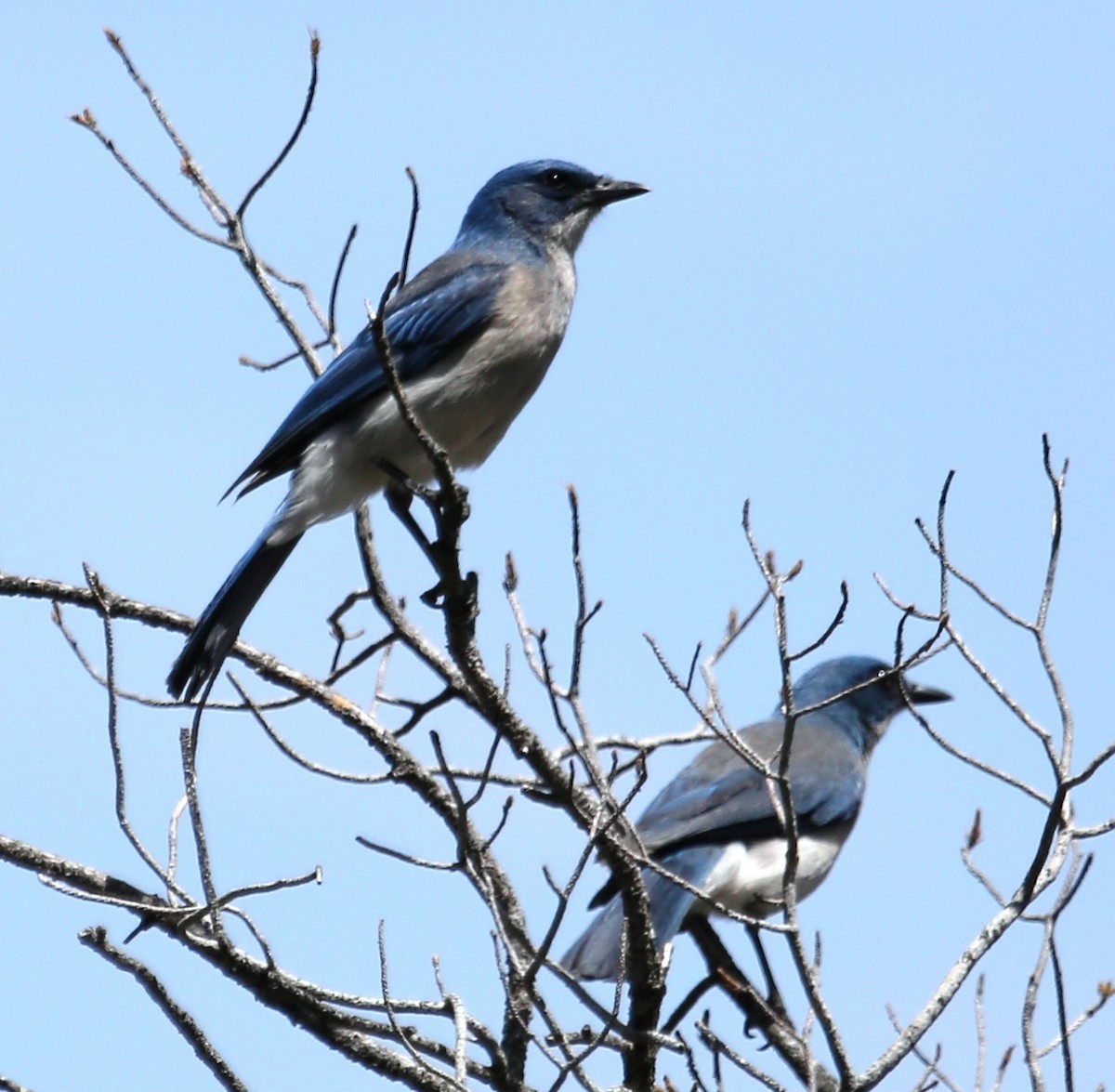 Mexican Jay - ML31235371