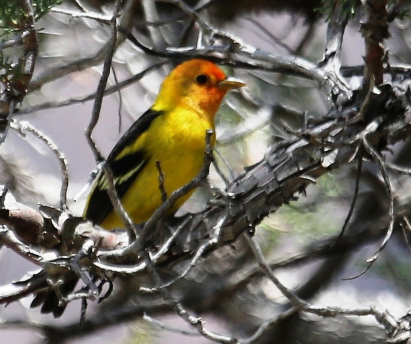 Western Tanager - ML31235381