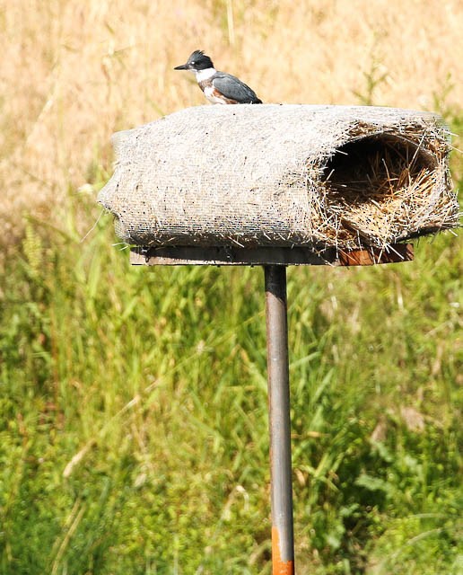 Belted Kingfisher - ML31235551