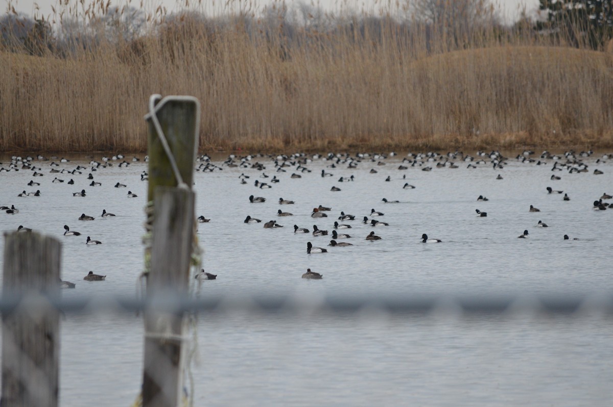 Greater/Lesser Scaup - ML312356011