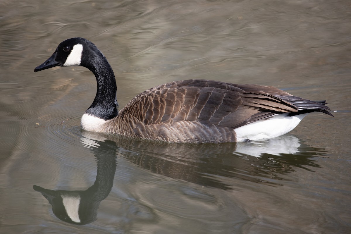 Canada Goose - ML312356361