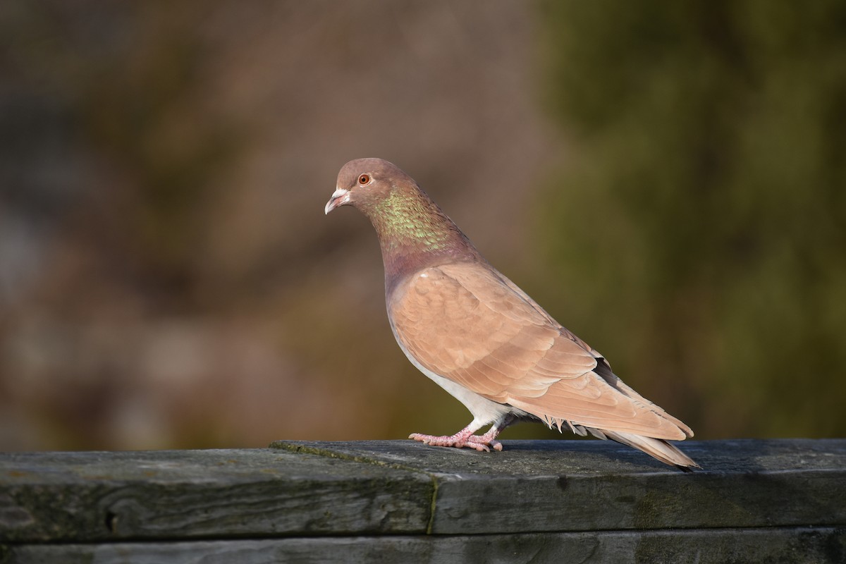 Rock Pigeon (Feral Pigeon) - Amanda McFarland