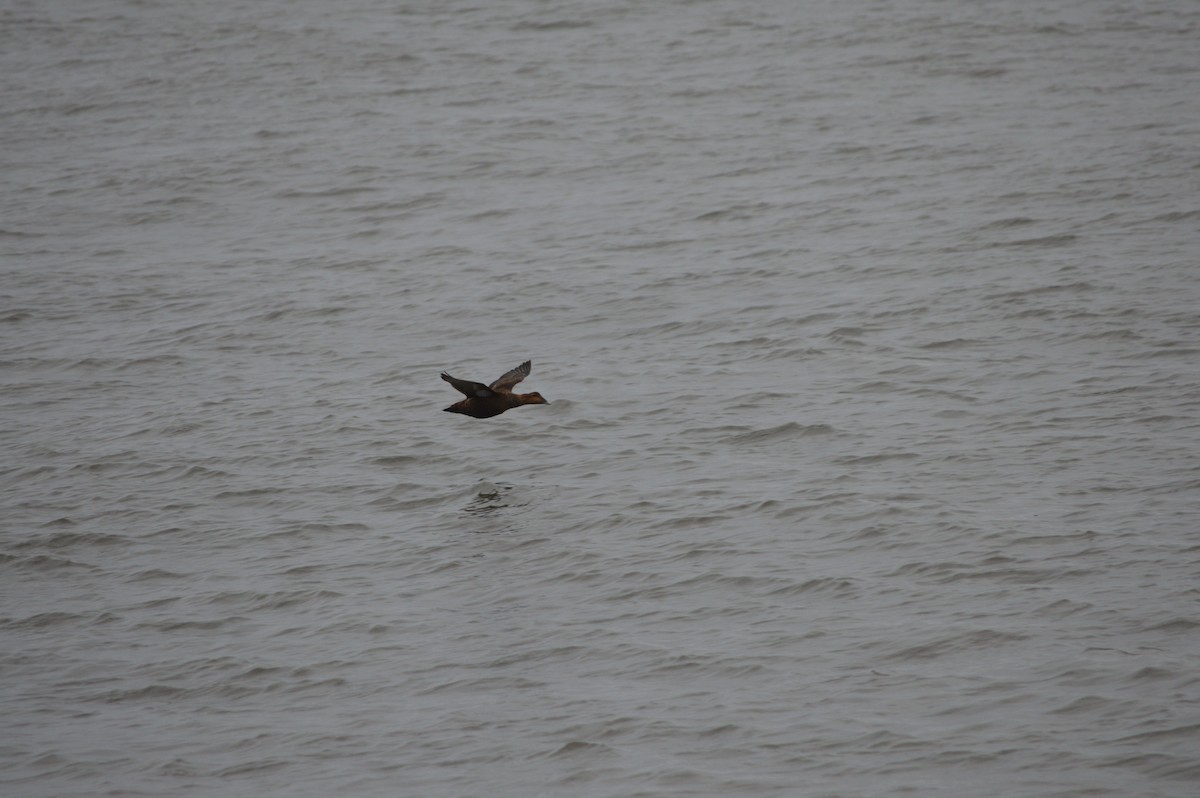 Common Eider - ML312358191