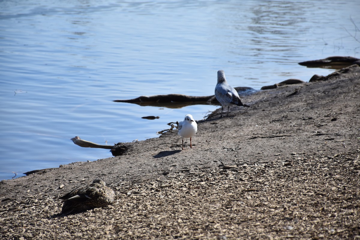 Black-headed Gull - ML312359371