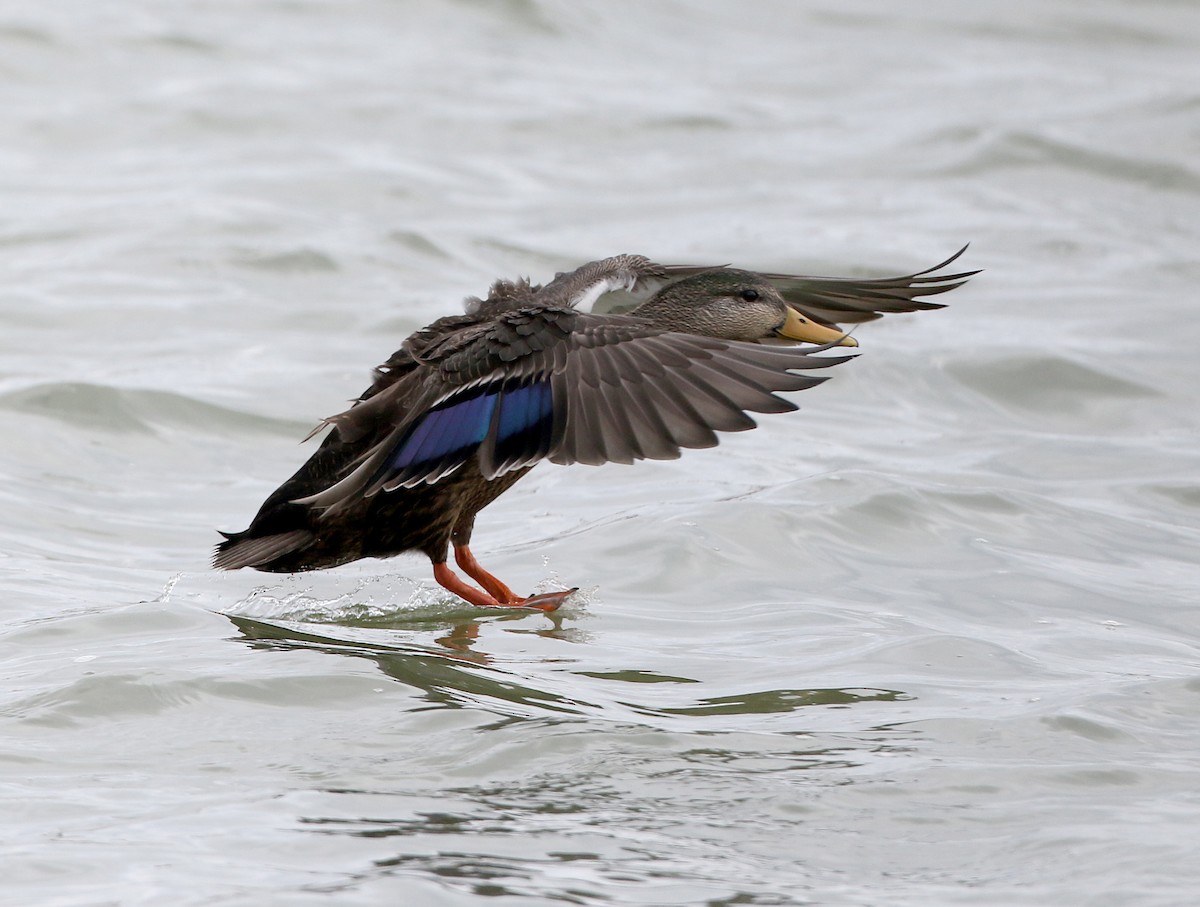 Mallard x American Black Duck (hybrid) - Jay McGowan