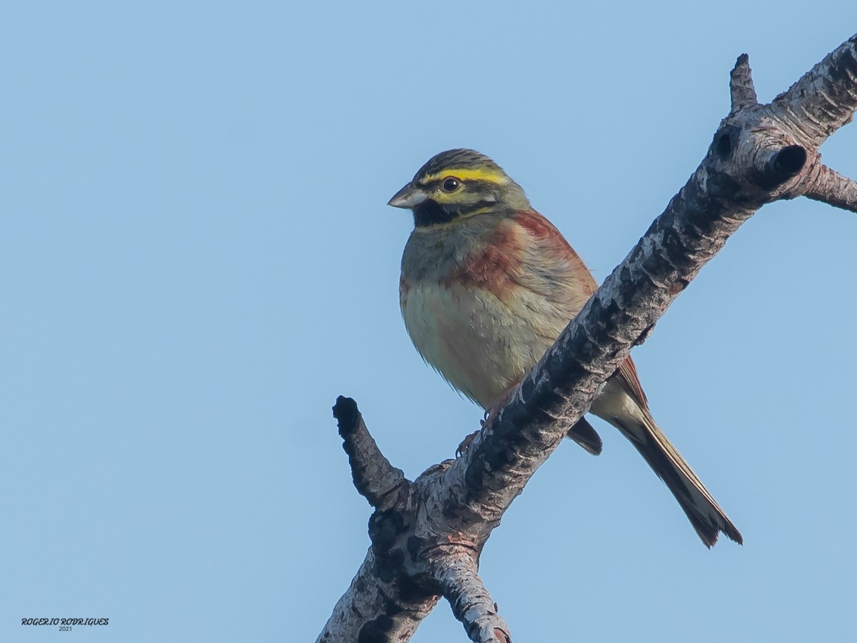 Cirl Bunting - ML312360081