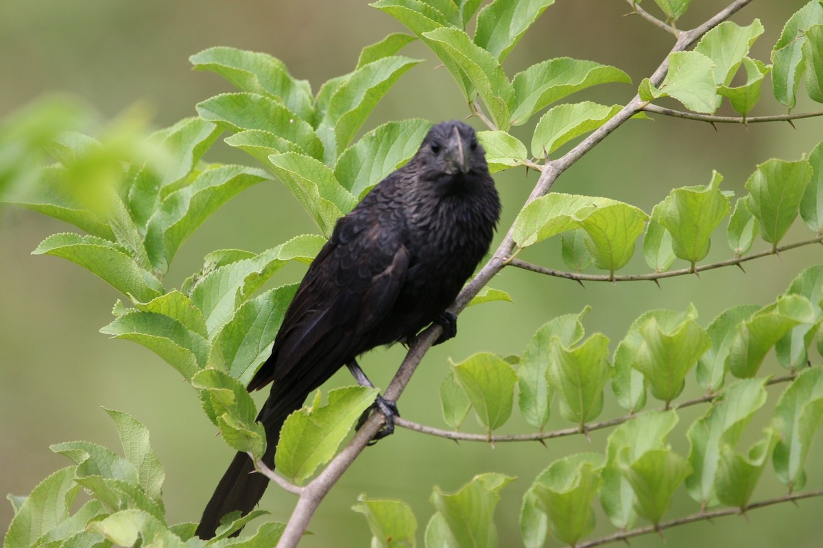 Smooth-billed Ani - ML312360431